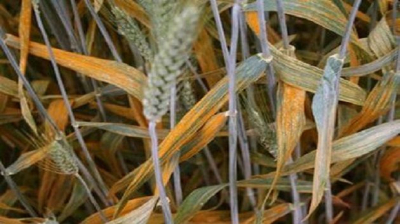 وزارة الفلاحة: رصد بؤر أولى لمرض الصّدأ الأصفر في مزارع قمح بالشّمال