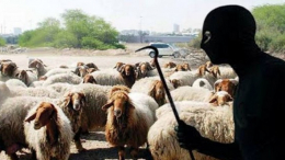 بنزرت: تفكيك عصابة سرقة مواشٍ واسترجاع 40 خروفاً