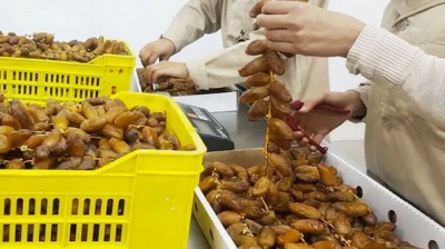 تونس تتحصل على أول علامة مُصدّر للتمور والزيوت البيولوجية إلى روسيا