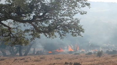 جندوبة: السيطرة على حريق نشب في غابة بعين دراهم