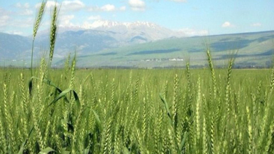 بنزرت: تخصيص 91 هكتارا من الأراضي الدولية المسترجعة للفلاحين الشبان والمهنيين وحاملي الشهادات العليا