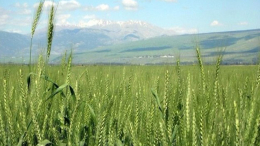 بنزرت: تخصيص 91 هكتارا من الأراضي الدولية المسترجعة للفلاحين الشبان والمهنيين وحاملي الشهادات العليا