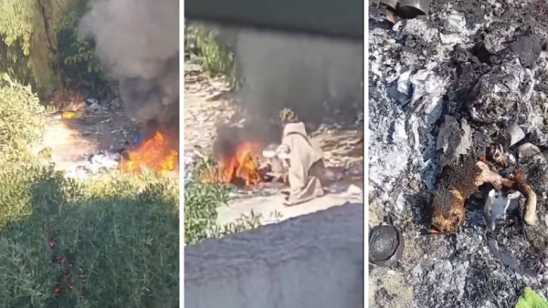 ظهرت في فيديو تحرق القطط .. إلقاء القبض على المتهمة في الملاسين