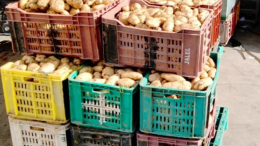 القصرين: حجز 11 طنّاً من البطاطا المخزنة خارج المسالك القانونية