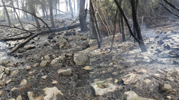 باجة: اندلاع حريق بجبل غابة عين بلوين للمرة الثانية على التوالي