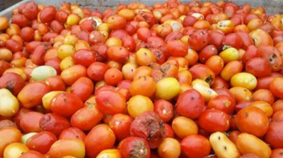 زغوان: حجز وإتلاف حواليْ 17 طن من الطماطم المتعفّنة بالناظور
