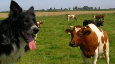 القصرين: مندوبية الفلاحة تُحذر من انتشار 'داء الكلب' لدى المجترات