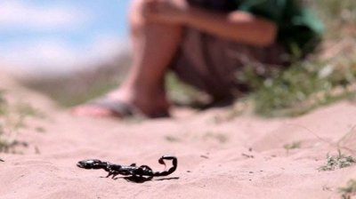 حامل بتوأم.. وفاة امرأة بلدغة عقرب في المهدية