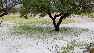 القصرين: تساقط البرد يُلحق أضرارا ببعض الزراعات الفصلية