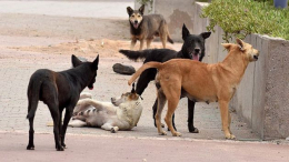 التعرض لإعتداء من قبل حيوان لا يعني الإصابة المباشرة بداء الكلب