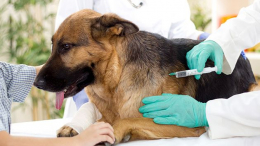 1 سبتمبر: انطلاق الحملة الوطنيّة لتلقيح الحيوانات ضد داء الكلب