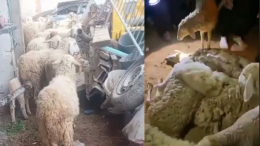 القبض على عصابة لسرقة الأغنام في نصر الله: الفلاح المتضرّر يروي التفاصيل