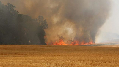 جندوبة: احتراق 15 هكتارا من القمح الصلب