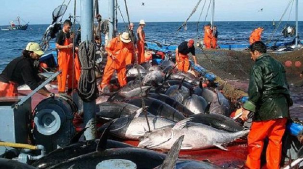 فتح باب الترشح لخطة ملاحظ وطني لموسم صيد التن الأحمر