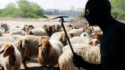 تنشط بين بنزرت وباجة: الإطاحة بعصابة لسرقة المواشي