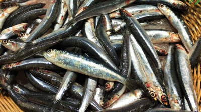 90 % من إنتاجنا من مادة 'النشوة' يقع تصديره لأوروبا