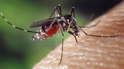 وزارة الصحة توضّح بخصوص ما تم تداوله حول فيروس " Chikungunya "